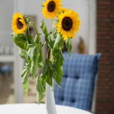 Lastminute Sommer-Angebot: 8 für 7 Lastminute Sommer-Angebot: 8 für 7