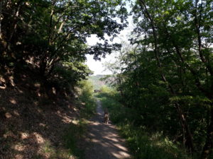 Eifel im Mai: Schattiger Wanderweg auf dem Meuchelberg mit Hund