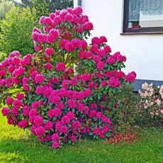 Rhododendron im Mai Rhododendron im Mai